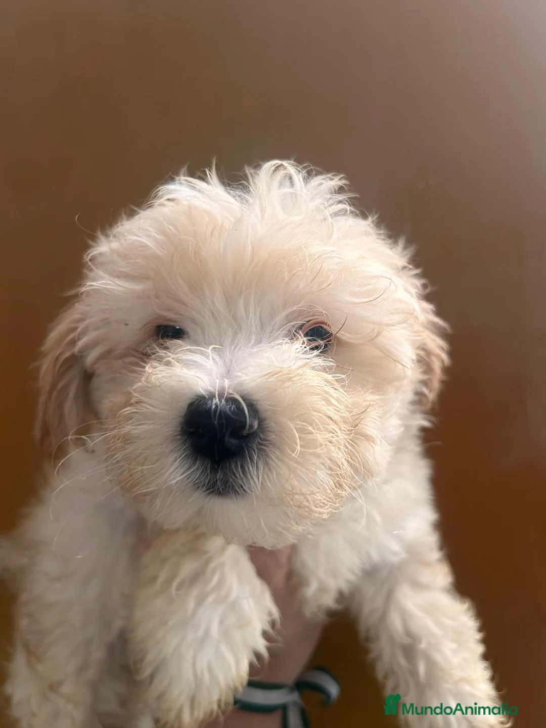Maltipoo perros en venta: Maltipoo 628789235 - Anuncio 2