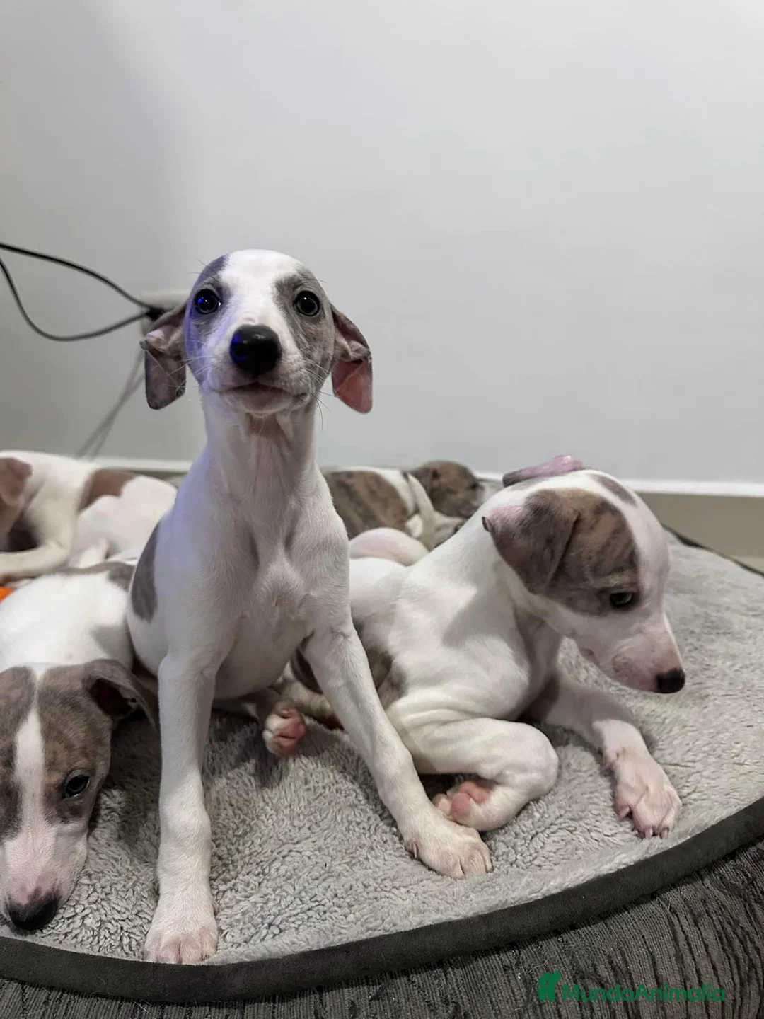 Whippet perros en venta: WHIPPET BARCELONA  en Ciudad Real - Anuncio 3