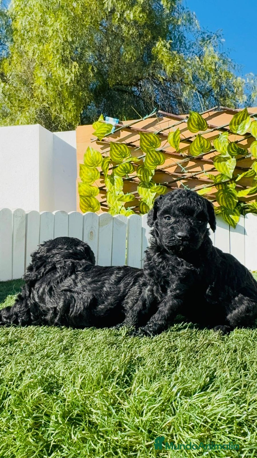 Caniche Toy perros en venta: CANICHE TOY - Anuncio 8