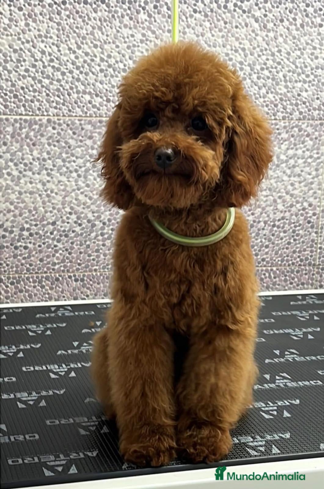 Caniche Toy perros Machito de caniche toy  - Anuncio 6