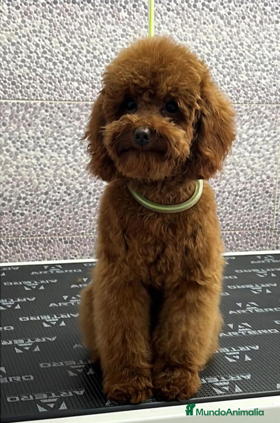 Caniche Toy perros en venta: Machito de caniche toy  - Anuncio 1