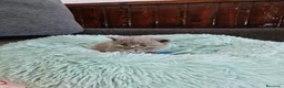 Británico de Pelo Corto Azul gatos en venta: Brithis - Anuncio 6