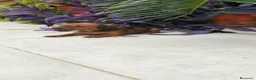 Teckel Miniatura perros en venta:  OPORTUNIDAD!!PRECIOSO TECKEL MINIATURA  - Anuncio 2