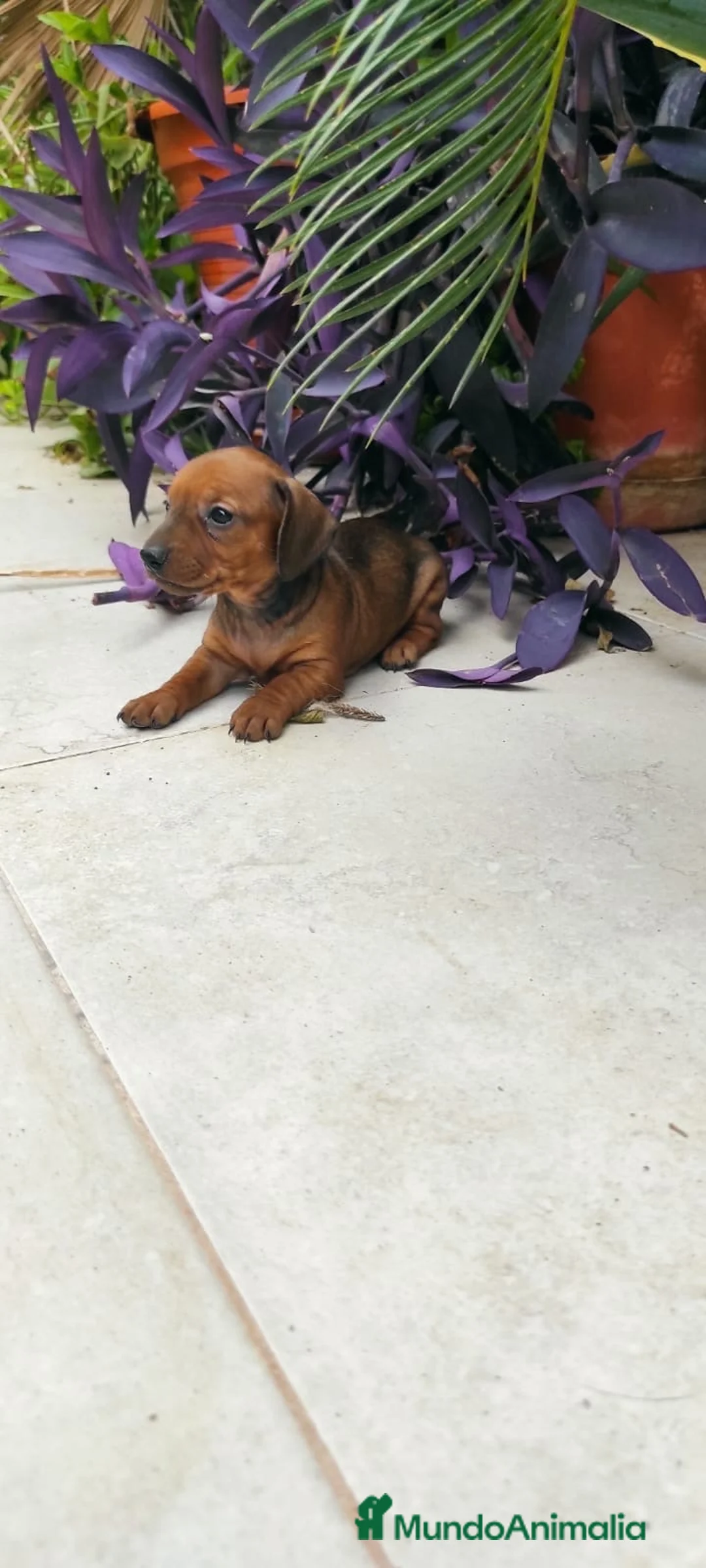 Teckel Miniatura perros en venta:  OPORTUNIDAD!!PRECIOSO TECKEL MINIATURA  - Anuncio 2