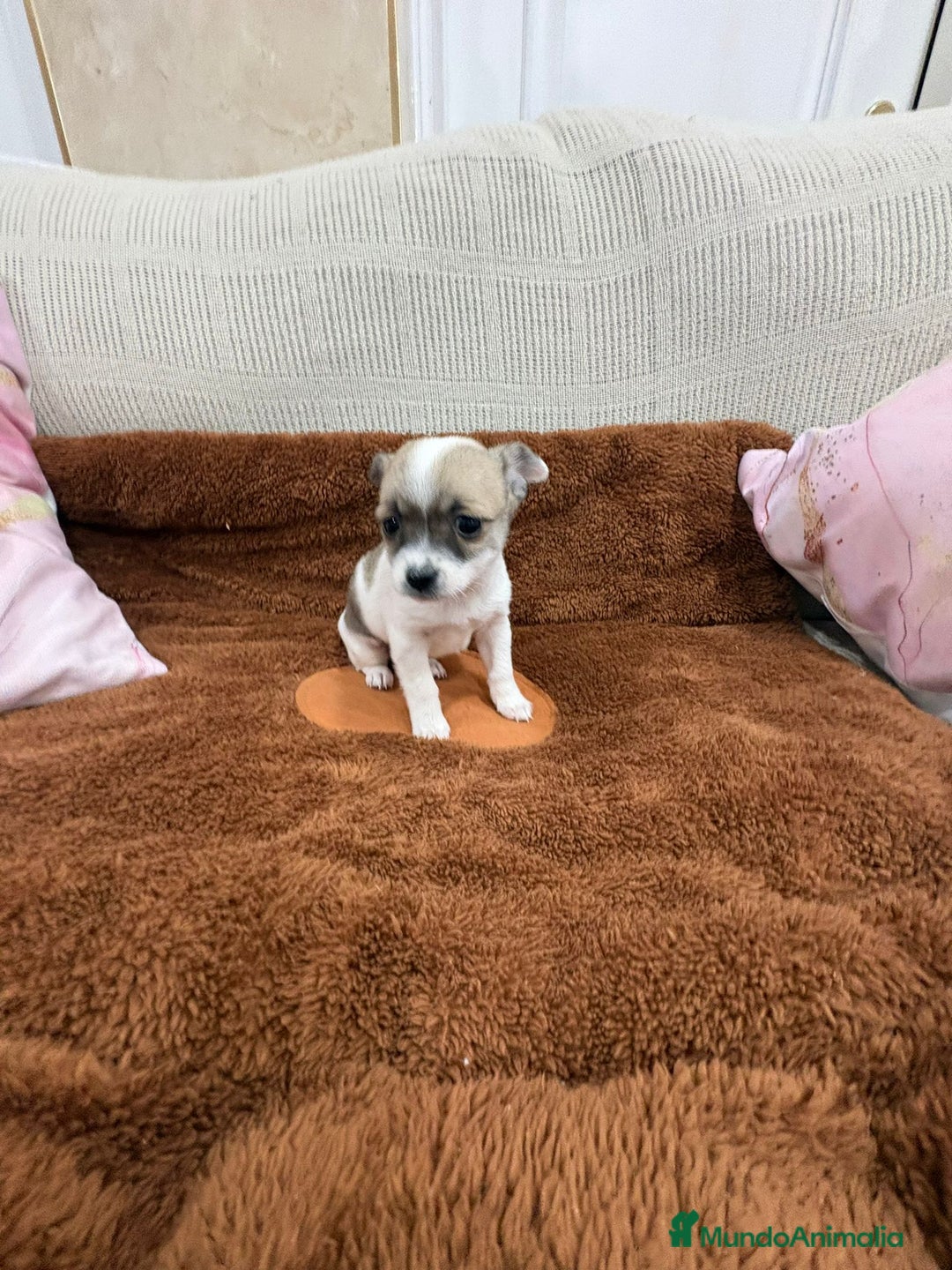 Chihuahua perros en venta: Chihuahua toy - Anuncio 8