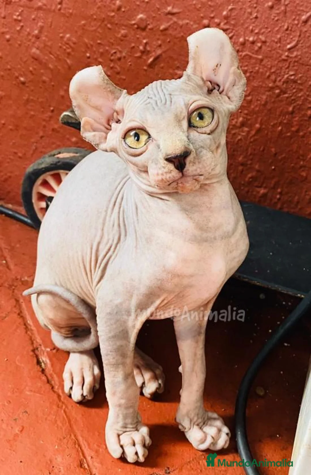 Imagen de galería {{count}}