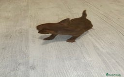 Chihuahua perros en venta: Hembra micro Toy  - Imagen 4