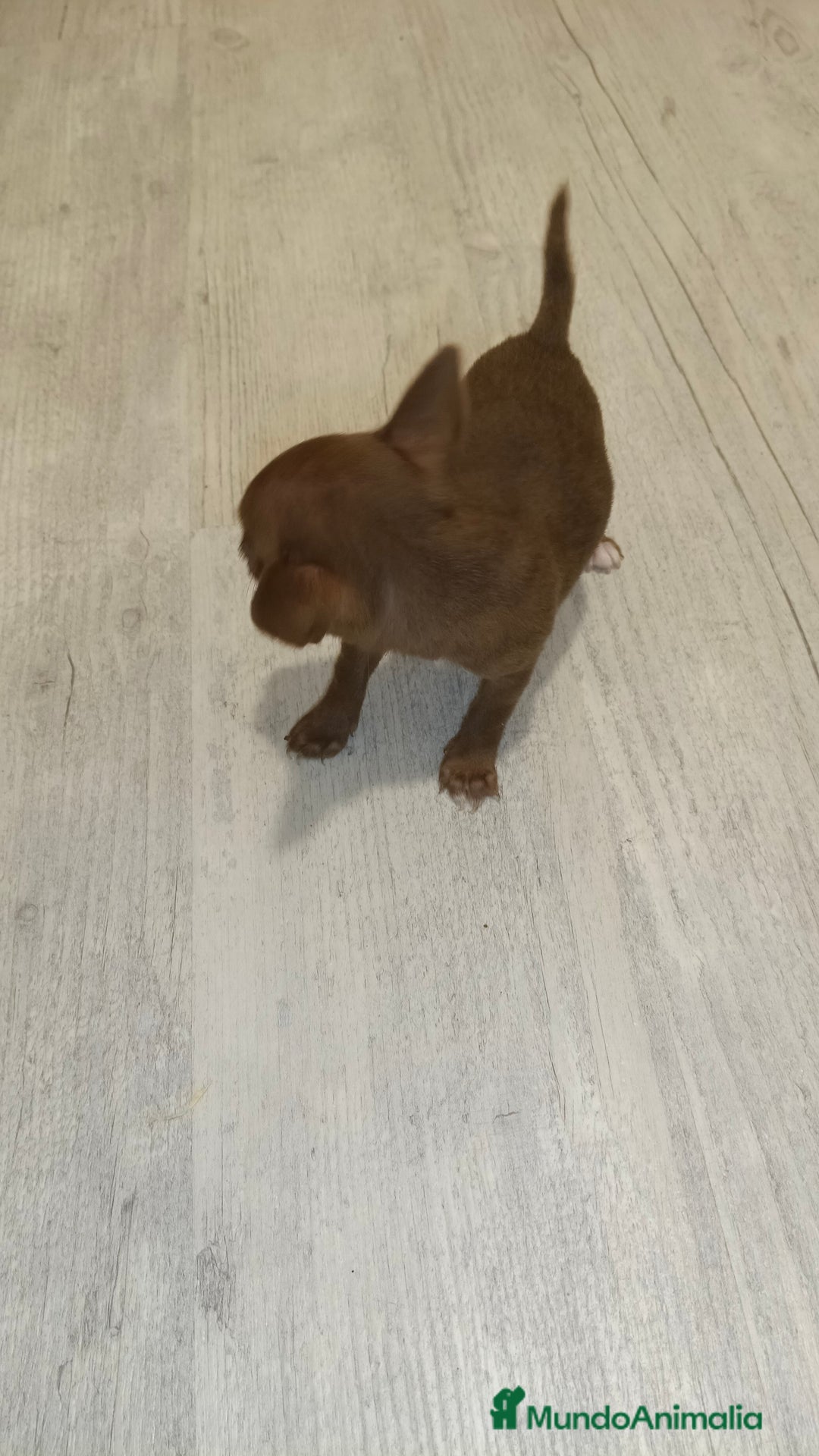 Chihuahua perros en venta: Hembra micro Toy  - Imagen 4