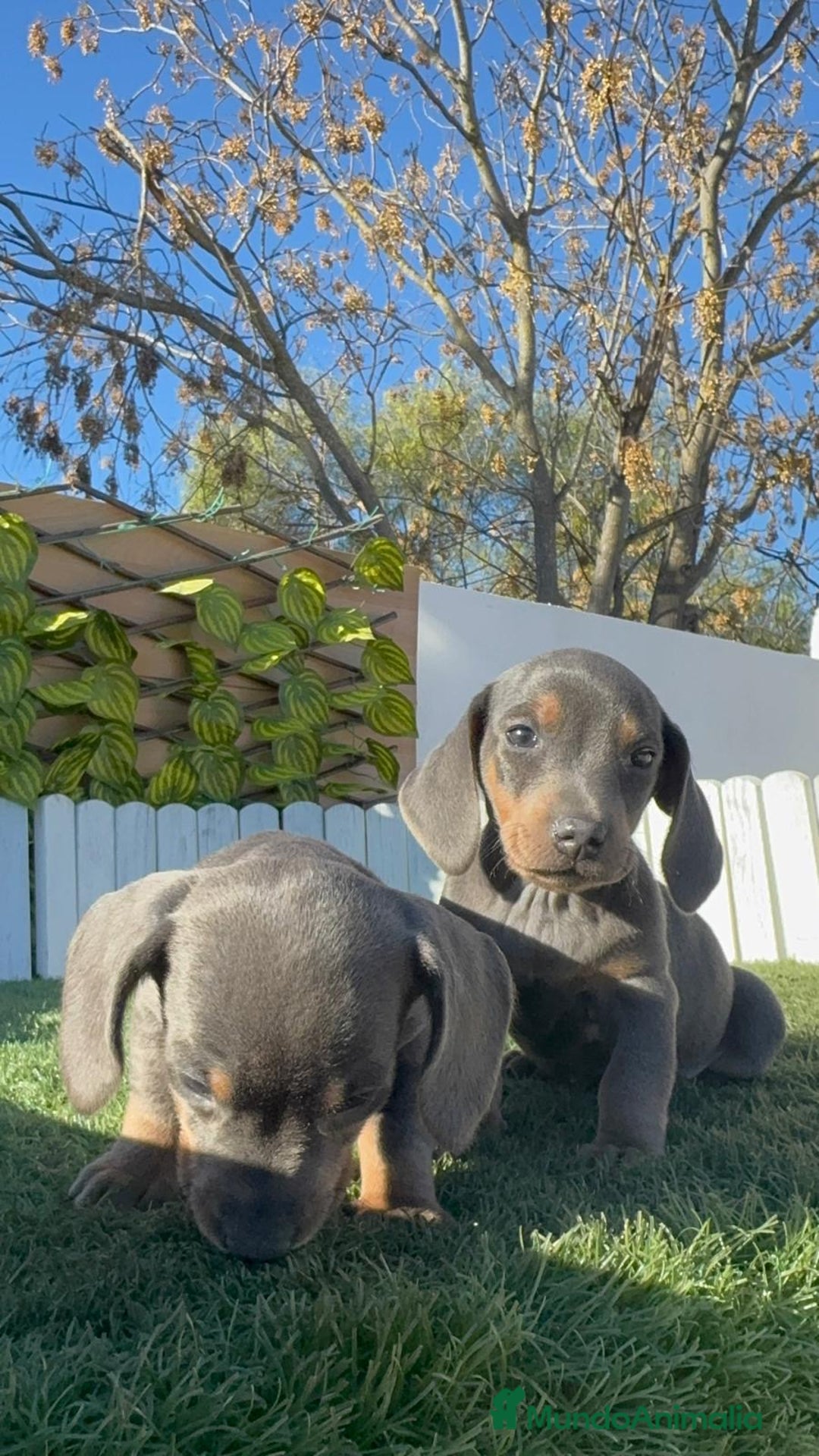 Teckel Miniatura perros en venta: TECKEL MINIATURA BLUE AND TAN - Anuncio 2