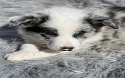 Border Collie perros en venta: Border collie  - Imagen 9