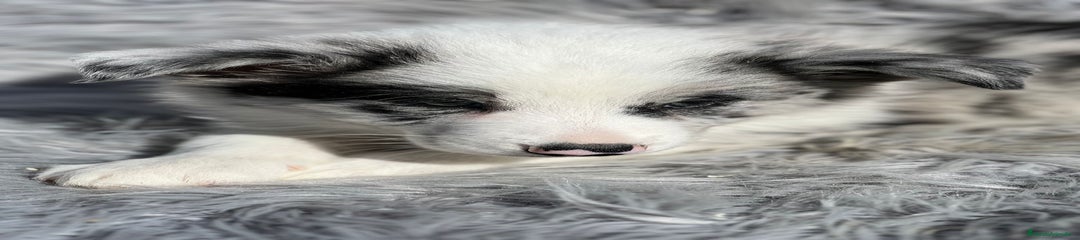 Border Collie Cachorro 3