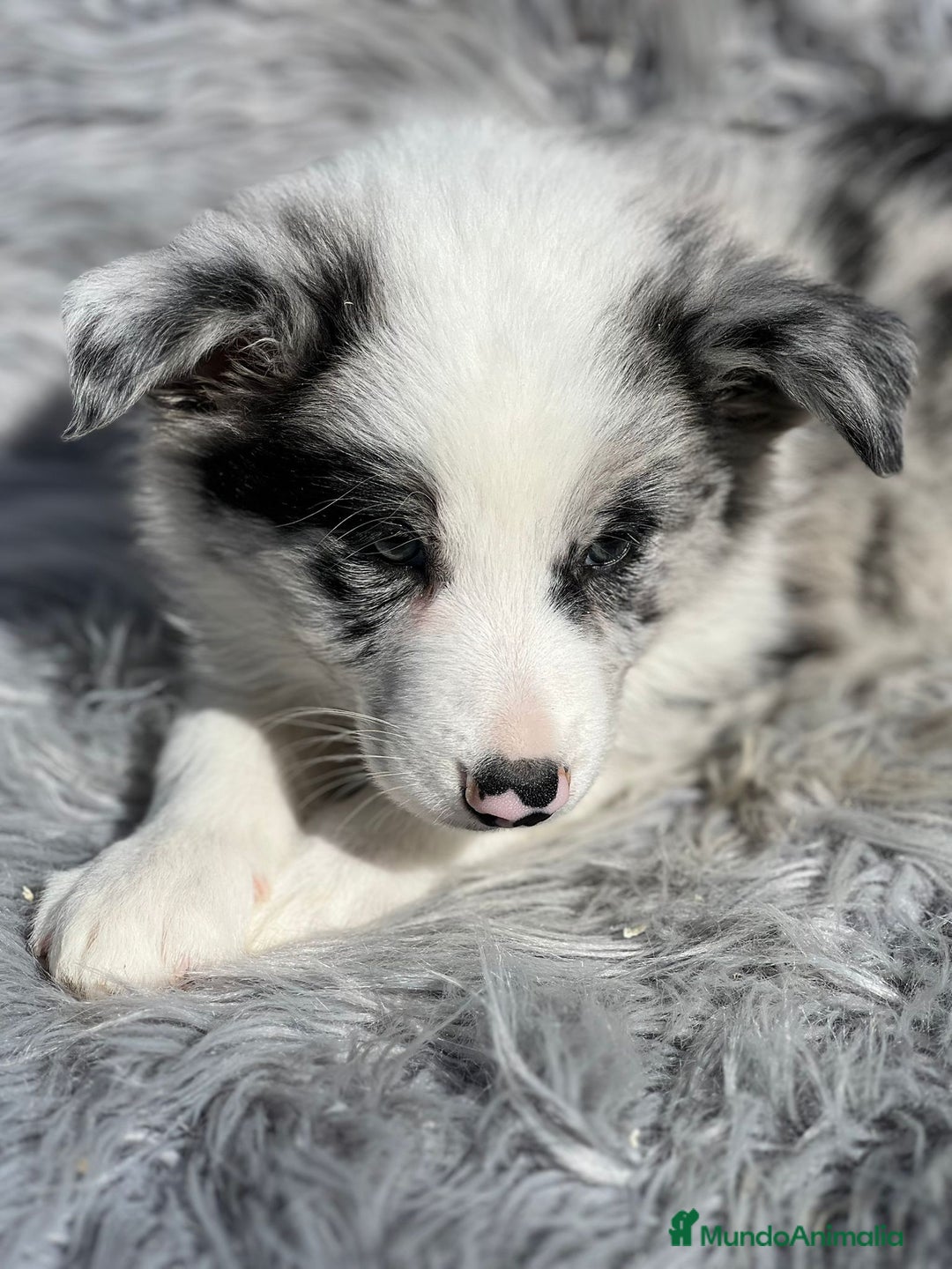 Border Collie perros en venta: Border collie  - Imagen 9
