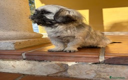 Pekinés perros en venta: Cachorro de pekinés imperial hembra  - Anuncio 5