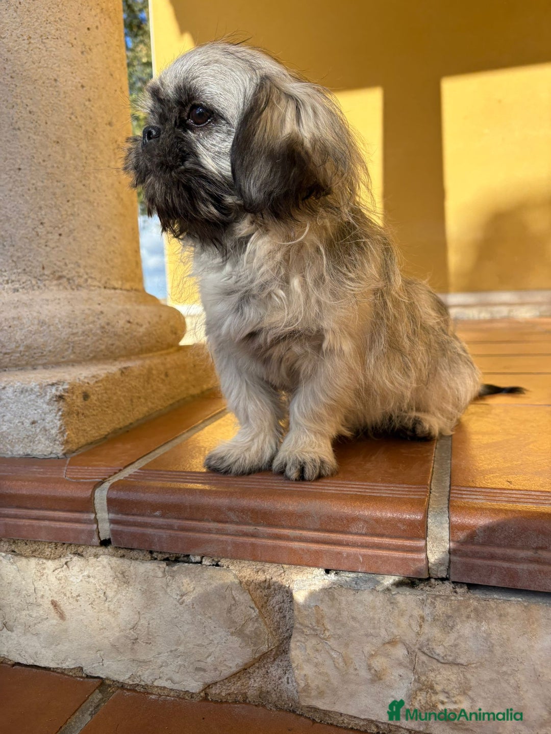 Pekinés perros en venta: Cachorro de pekinés imperial hembra  - Anuncio 5