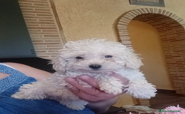 Caniche Toy perros en Murcia - Propaganda 17