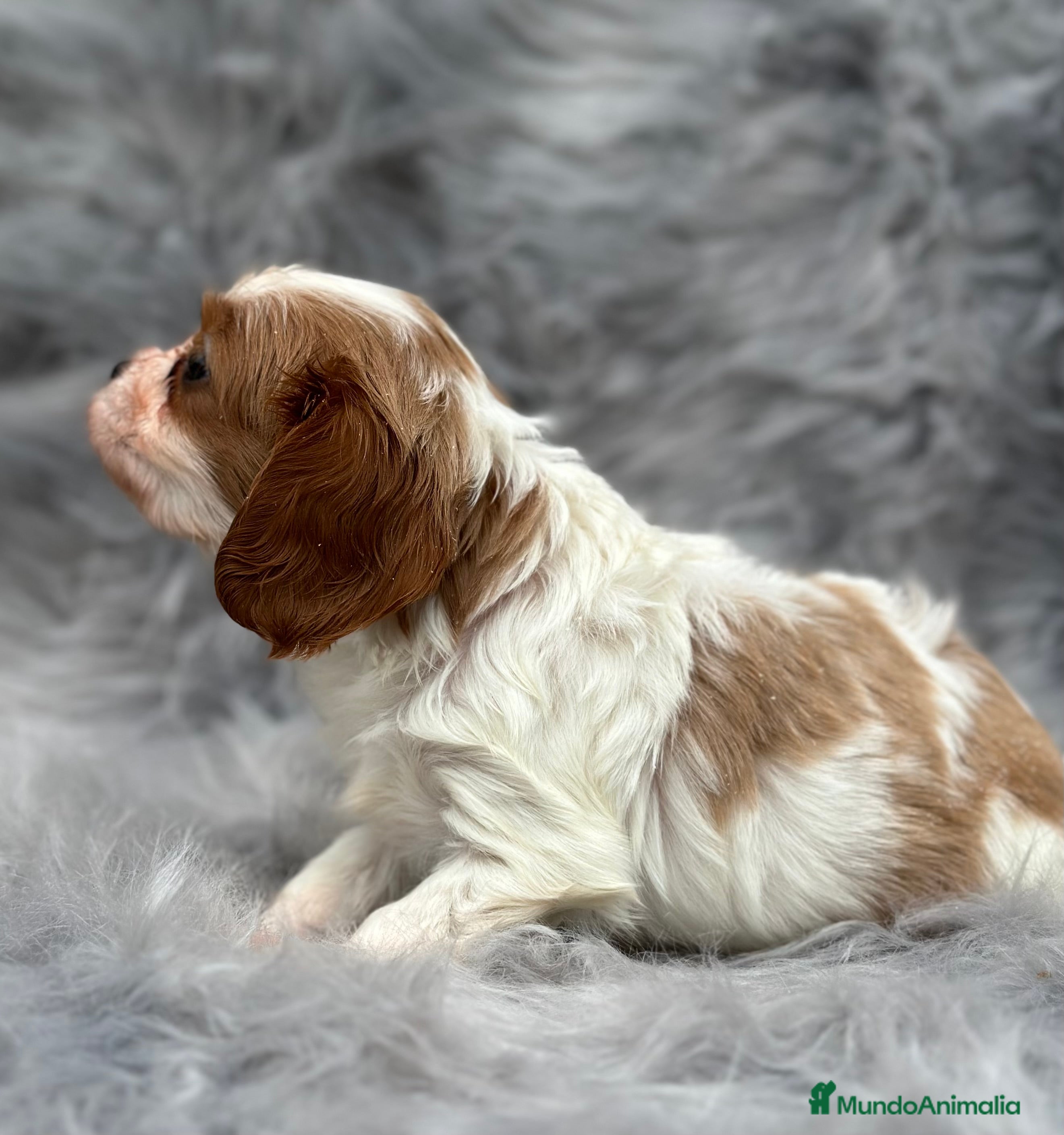 Cavalier King Charles Spaniel perros CAVALIER BLENHEIN MACHO DISPONIBLE en Barcelona - Anuncio 19