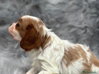 Cavalier King Charles Spaniel perros en Barcelona - Anuncio 33