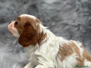 Cavalier King Charles Spaniel perros CAVALIER BLENHEIN MACHO DISPONIBLE en Barcelona - Anuncio 14