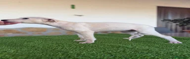 Galgo Español 4
