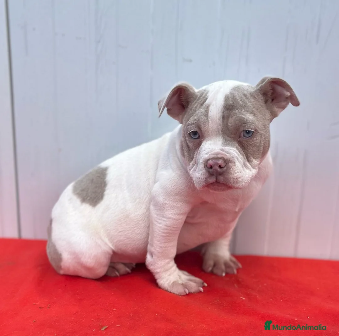 American Bully perros en venta: American bully pocket  - Anuncio 9