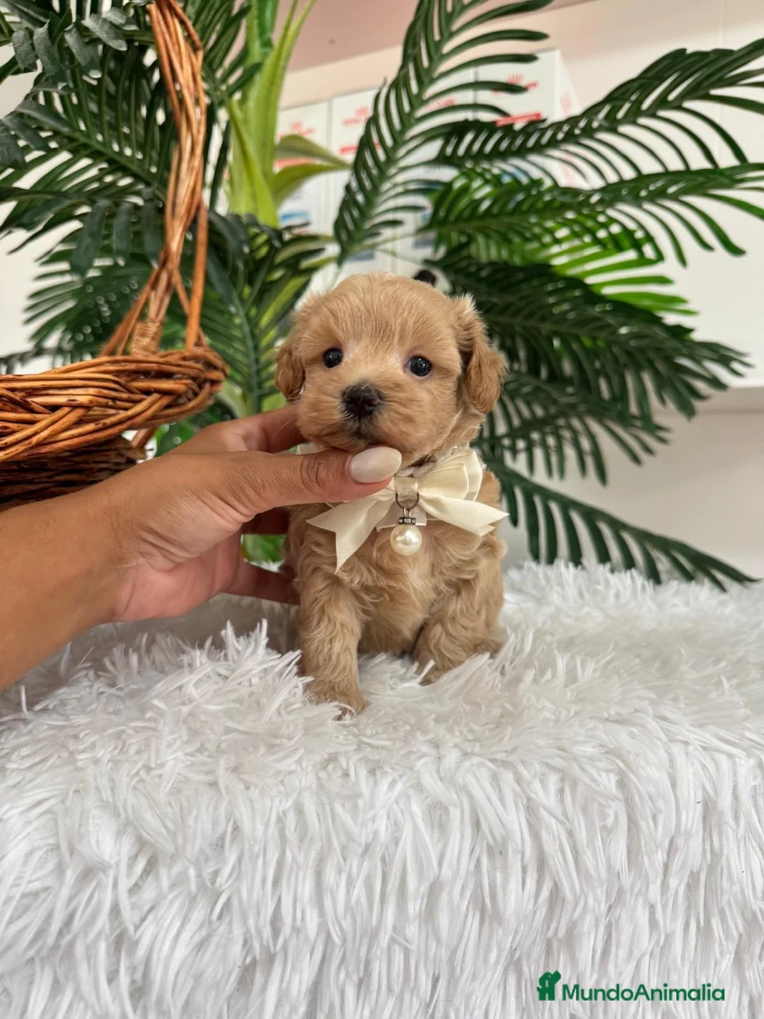 Maltipoo perros en venta: MALTIPOO MACHOS  - Anuncio 2
