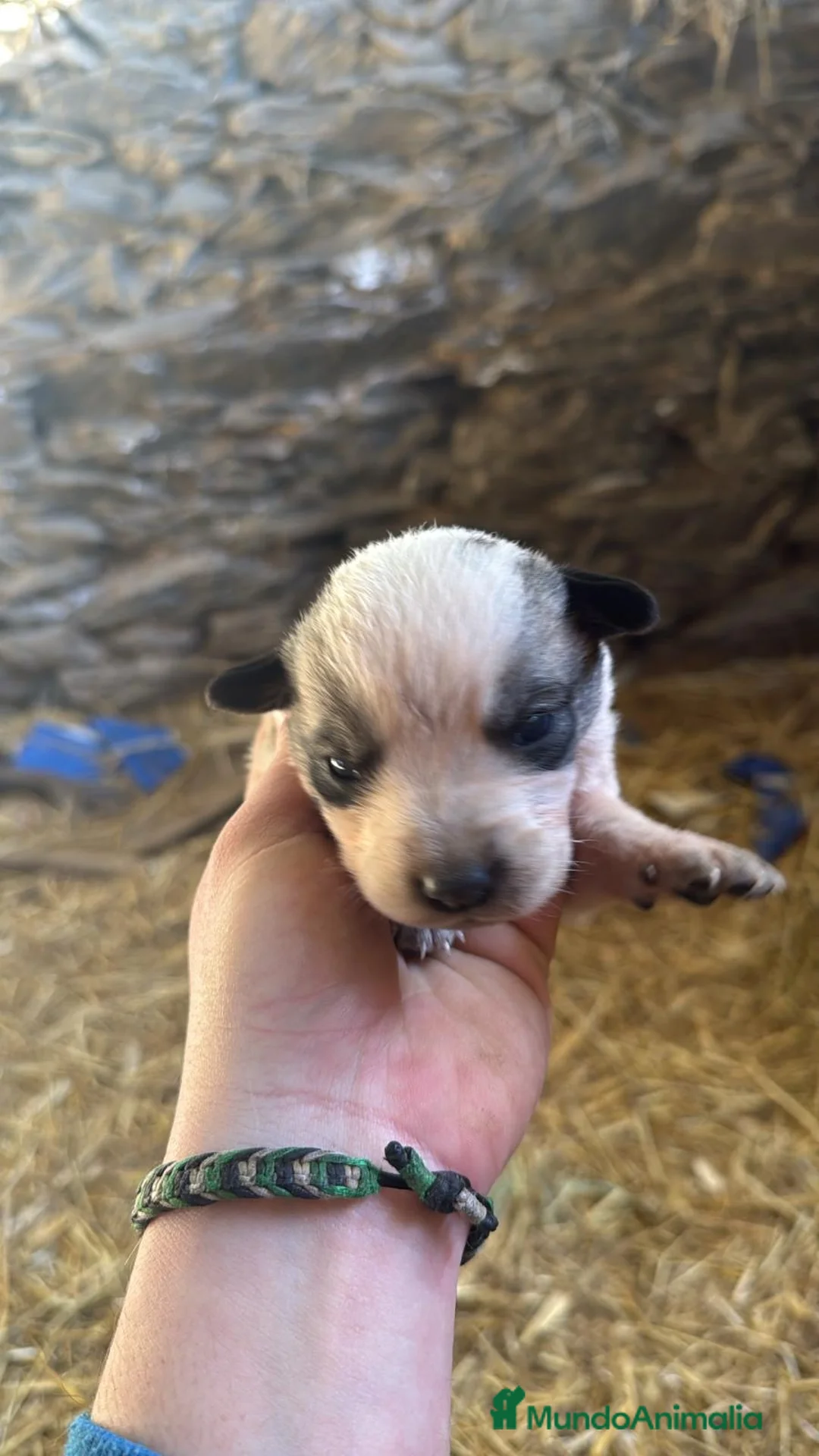 Mastín Español perros en venta: Preciosos mastines disponibles para reservar en Murcia - Anuncio 4