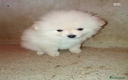 Pomerania perros en venta: OFERTA MACHITO POMERANIA - Imagen 1