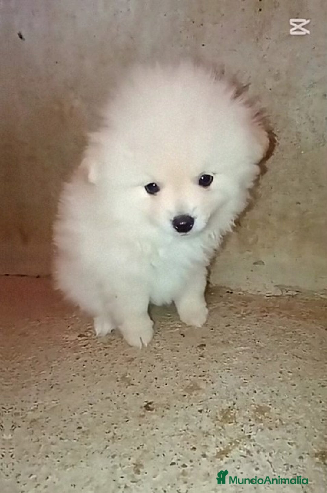 Pomerania perros en venta: OFERTA MACHITO POMERANIA - Imagen 1