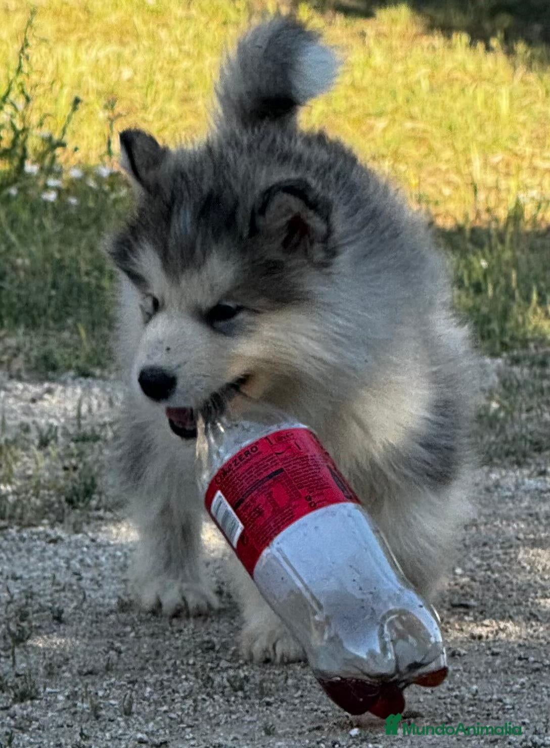 Alaskan Malamute perros Alaskan Malamute  - Anuncio 3