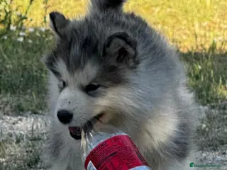 Alaskan Malamute perros Alaskan Malamute - Anuncio 3