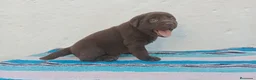 Labrador Retriever perros en venta: Macho labrador retriever chocolate  en Málaga - Anuncio 4