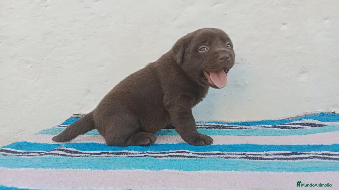 Labrador Retriever perros en venta: Macho labrador retriever chocolate  en Málaga - Anuncio 4