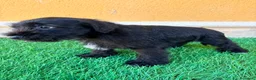 Schnauzer Miniatura perros en venta: Schnauzer miniatura negro  - Anuncio 3