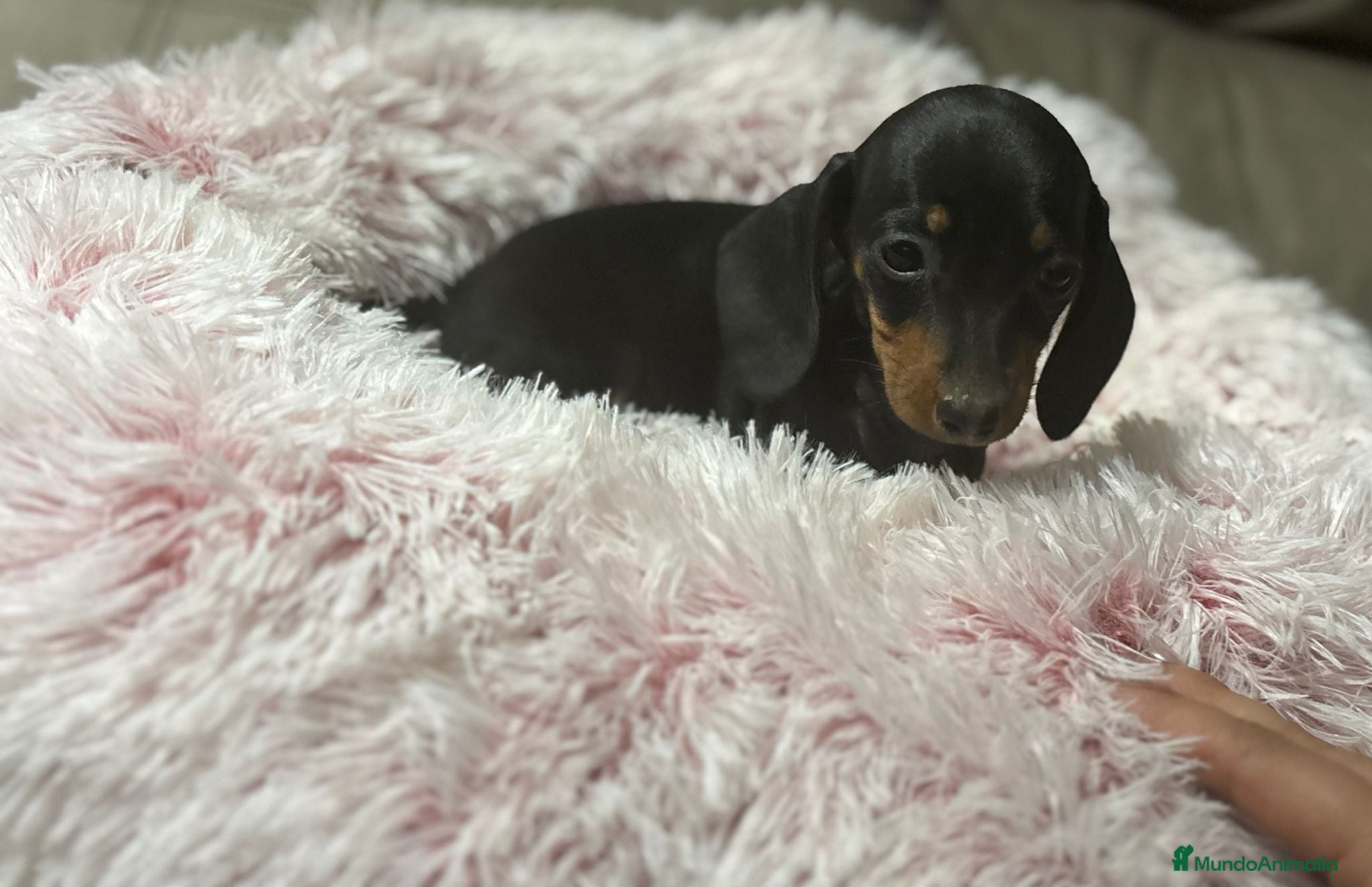 Teckel perros Teckel kanichen  - Anuncio 3