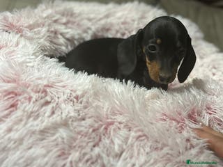 Teckel perros Teckel kanichen - Anuncio 5