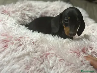 Teckel perros Teckel kanichen - Anuncio 19