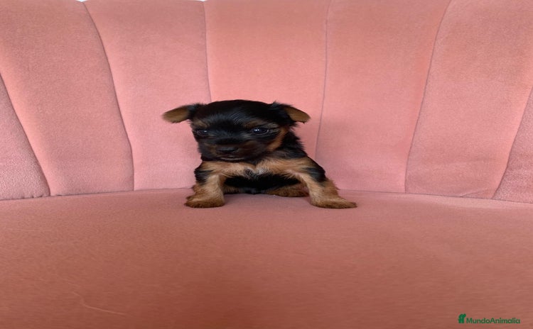 Yorkshire Terrier perros - Propaganda 2