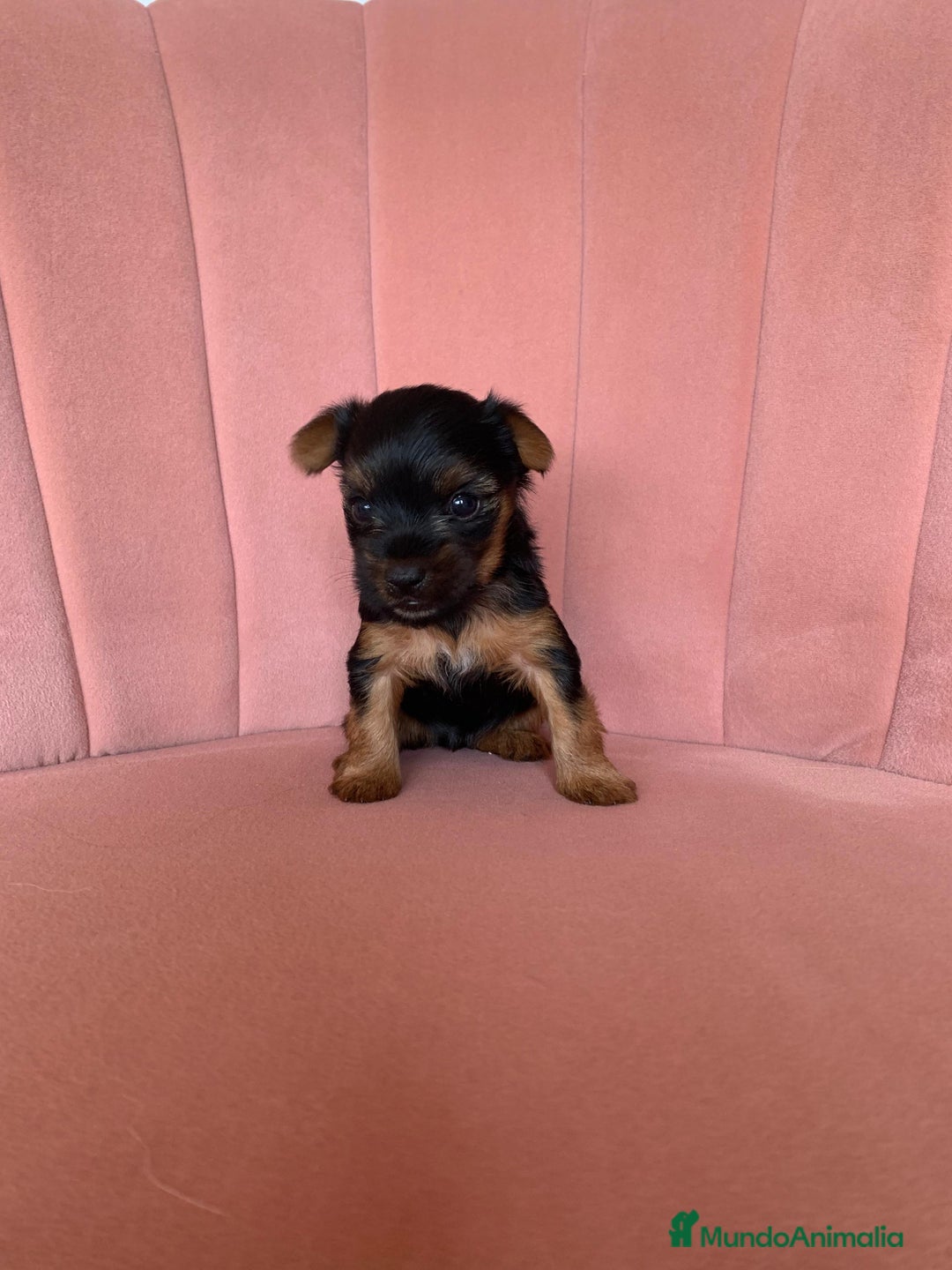 Yorkshire Terrier perros en venta: Yorkshire terrier - Imagen 1
