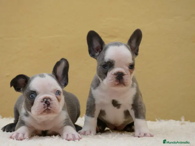 Bulldog Francés perros Cachorras de Bulldog Frances - Anuncio 17