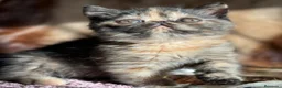 Persa gatos en venta: GATOS PERSAS/HIMALAYOS  en Valencia - Anuncio 4