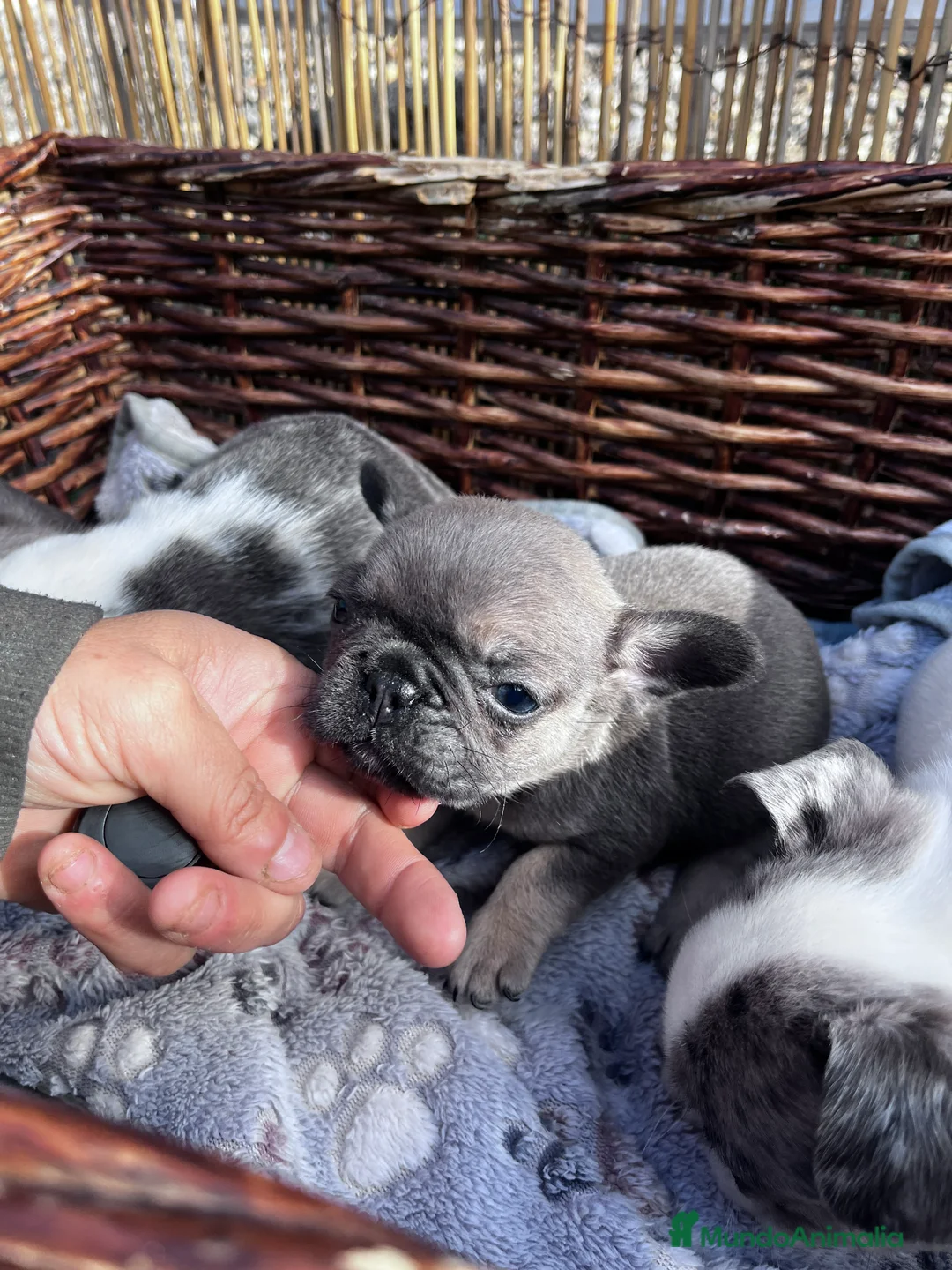 Bulldog Francés perros en venta: “No todos los bulldog francés MERLE son iguales - Anuncio 7