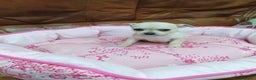 Chihuahua perros en venta: Chihuahua toy - Anuncio 7