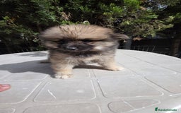 Spitz pequeño - Kleinspitz perros en venta: Spitz pequeño  - Imagen 4