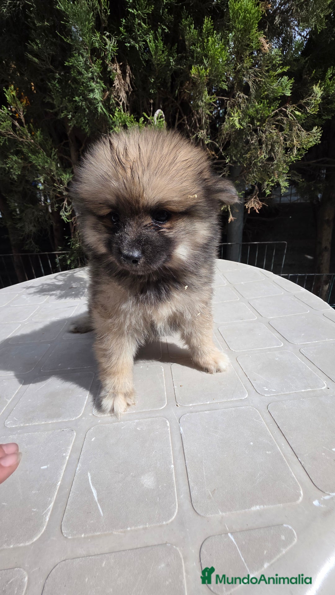Spitz pequeño - Kleinspitz perros en venta: Spitz pequeño  - Imagen 4