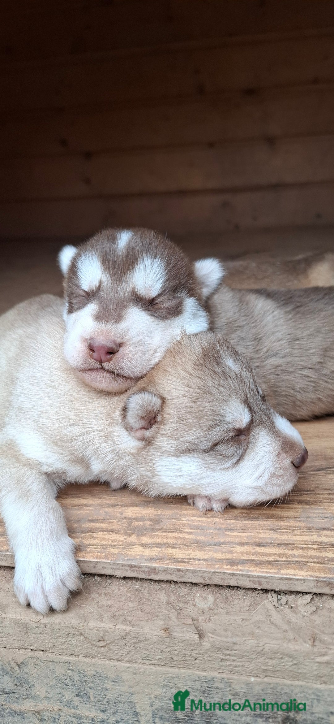 Husky Siberiano perros en venta: Husky siberiano - Anuncio 3