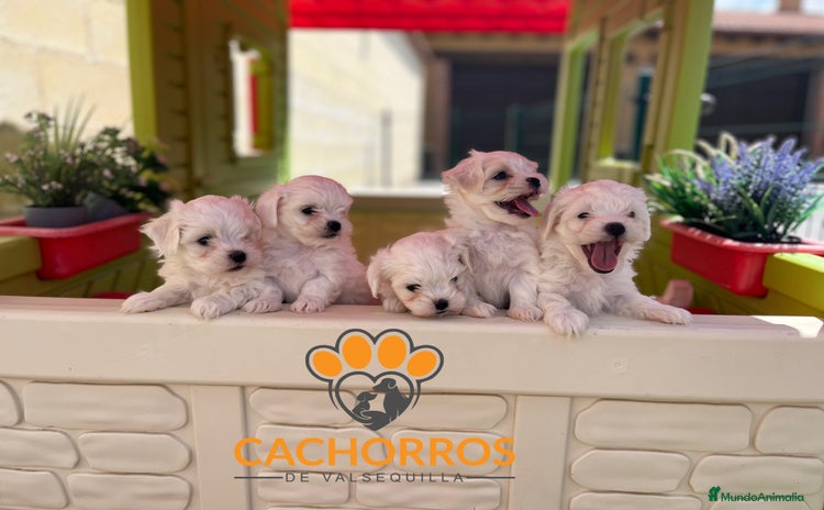 Bichón Maltés perros - Propaganda 9
