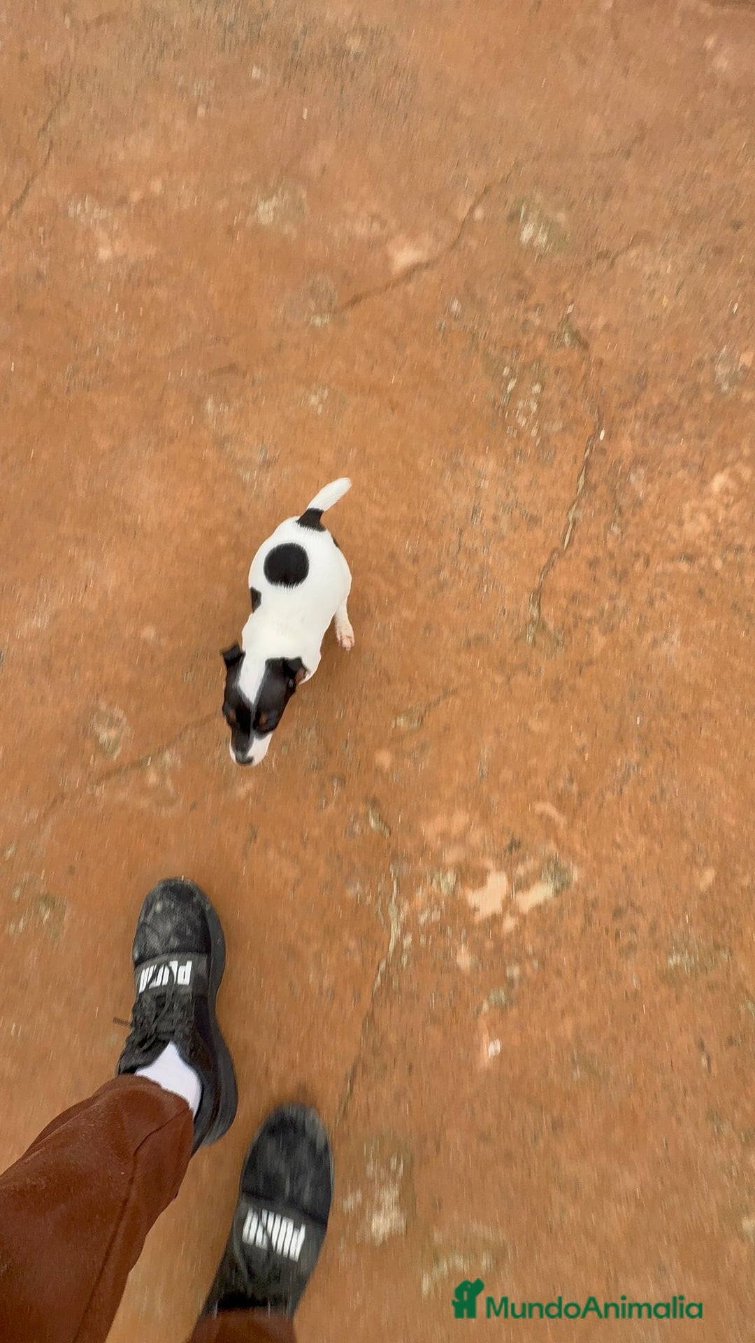 Jack Russell Terrier perros en venta: Jack Russell terrier  - Anuncio 8