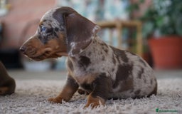 Teckel Miniatura perros en venta: 🍫 Frisco – Teckel miniatura merlé chocolate 🐾 - Imagen 4
