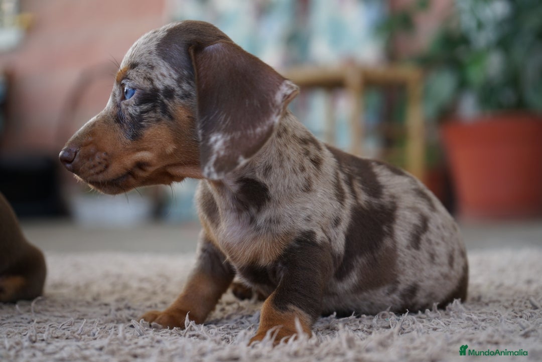 Teckel Miniatura perros en venta: 🍫 Frisco – Teckel miniatura merlé chocolate 🐾 - Imagen 4