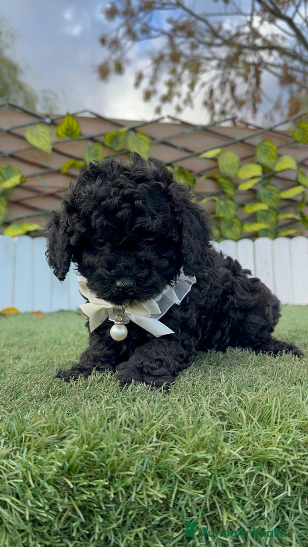 Caniche Toy perros en venta: CANICHE TOY MACHO - Anuncio 12